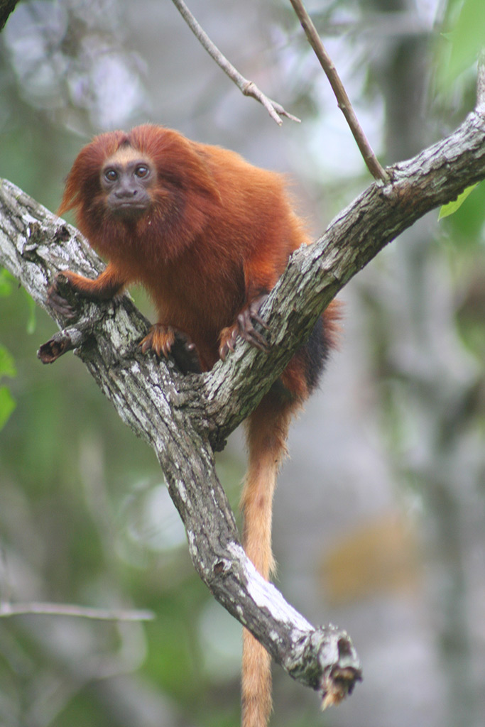 Golden lion tamarins in Brazil