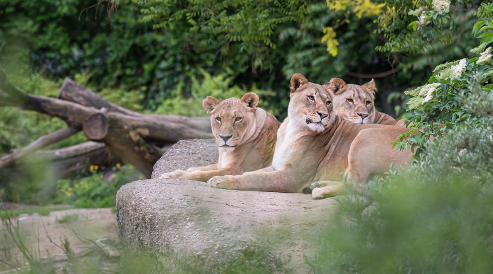 Ihr Besuch im Zolli ein Erlebnis Zoo Basel