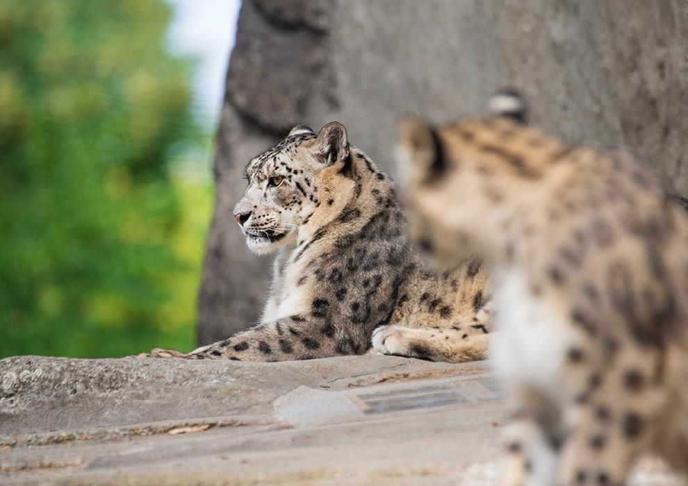 Alle Infos rund um den Zolli im Überblick | Zoo Basel