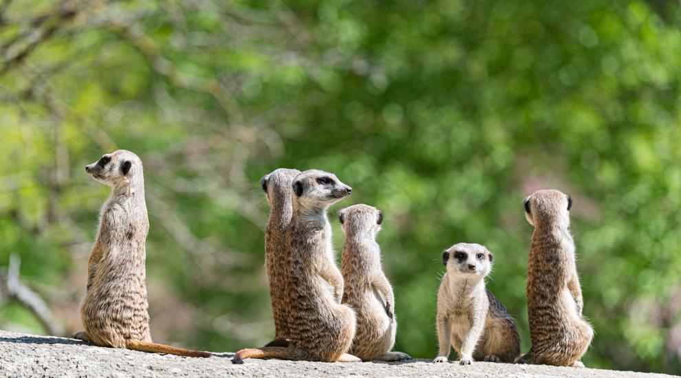 Eindrückliche Aufnahmen erleben | Zoo Basel