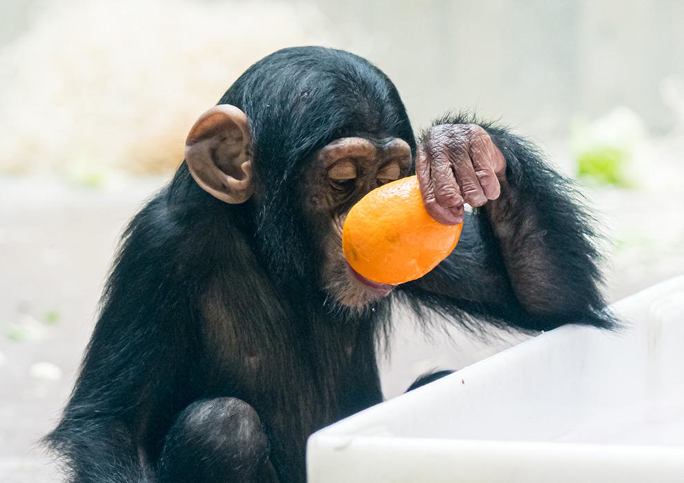 An overview of the zoo Basel Zoo
