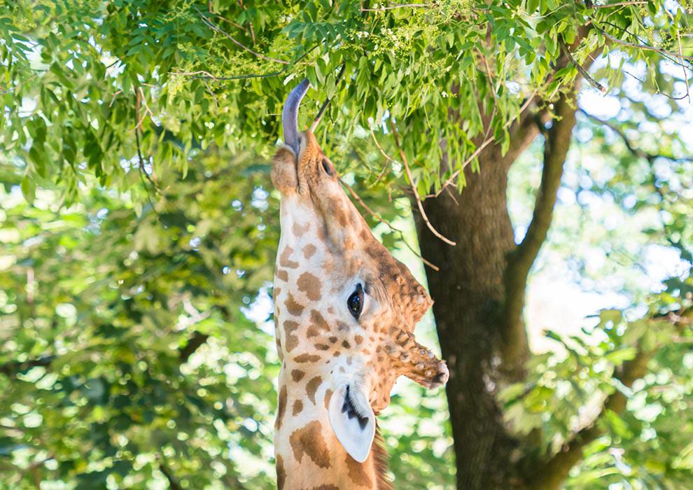 zoo basel kartenzahlung