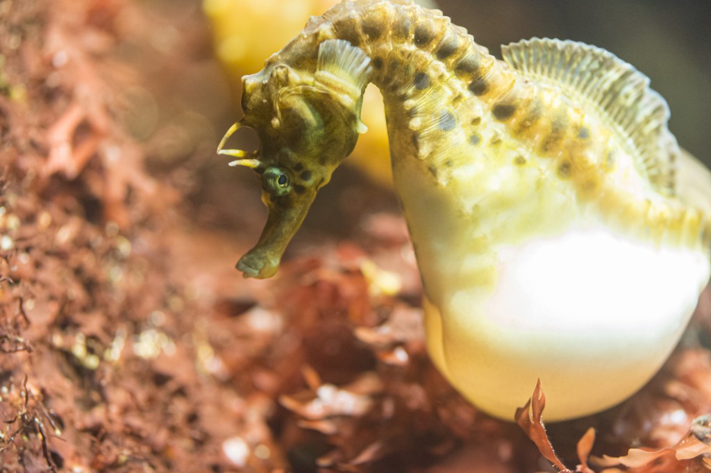 Tropisches Seepferdchen