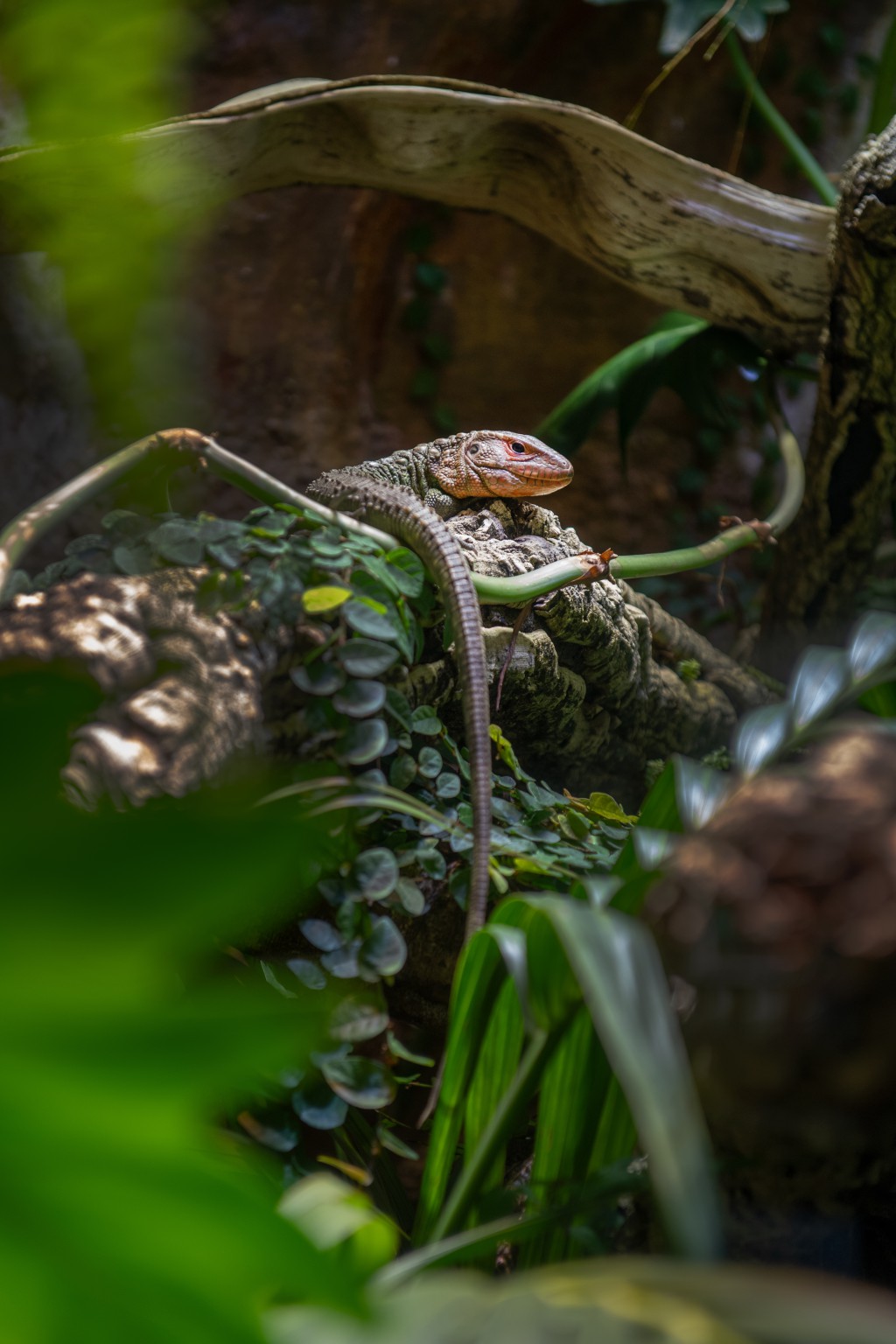 Guyana Caiman Lizard