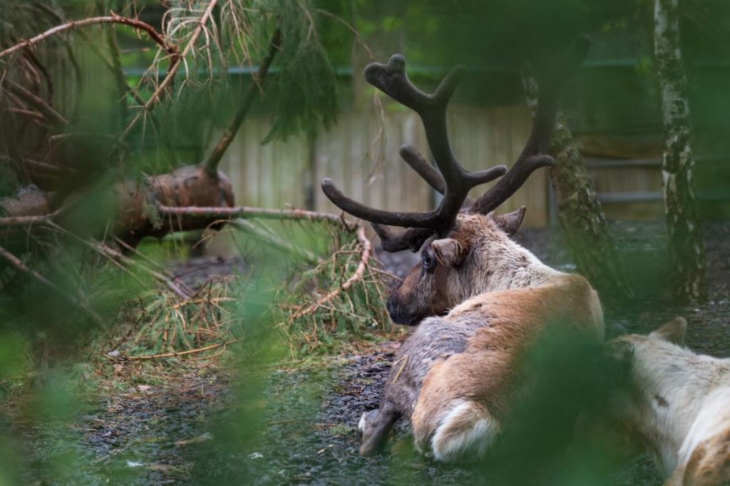 Beistle Rentiergeweih – Braunes Plüsch-Geweih Auf Kopfband, Für Weihnachts-Partys