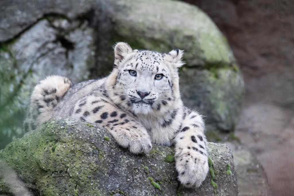 Snow leopard
