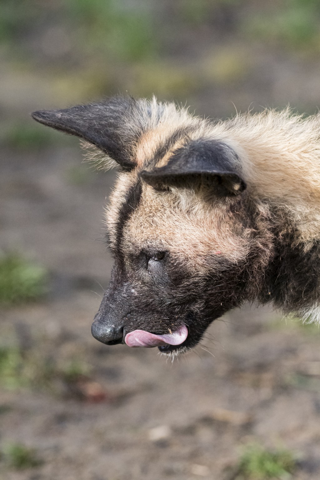 Afrikanischer Wildhund