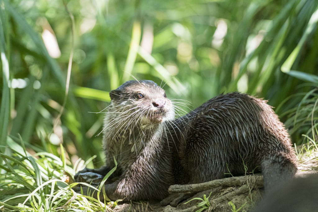 Loutre Cendree