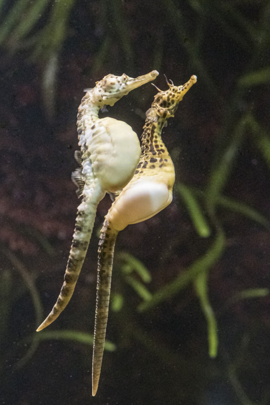 Tropisches Seepferdchen
