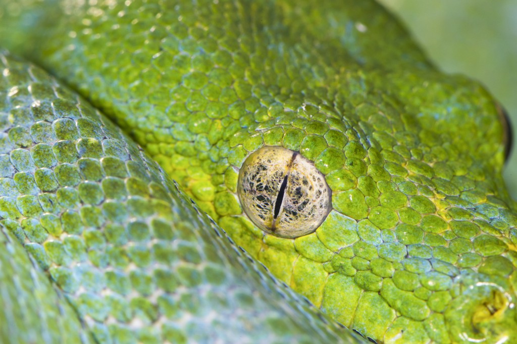 Green Tree Python Eye