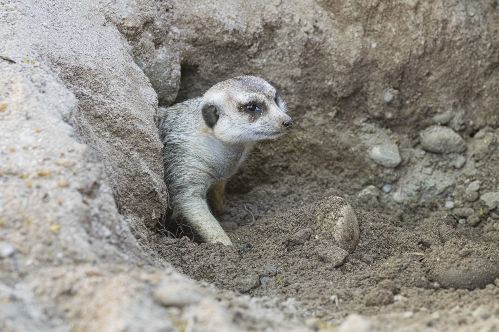 Slender-tailed meerkat Slender-tailed meerkat