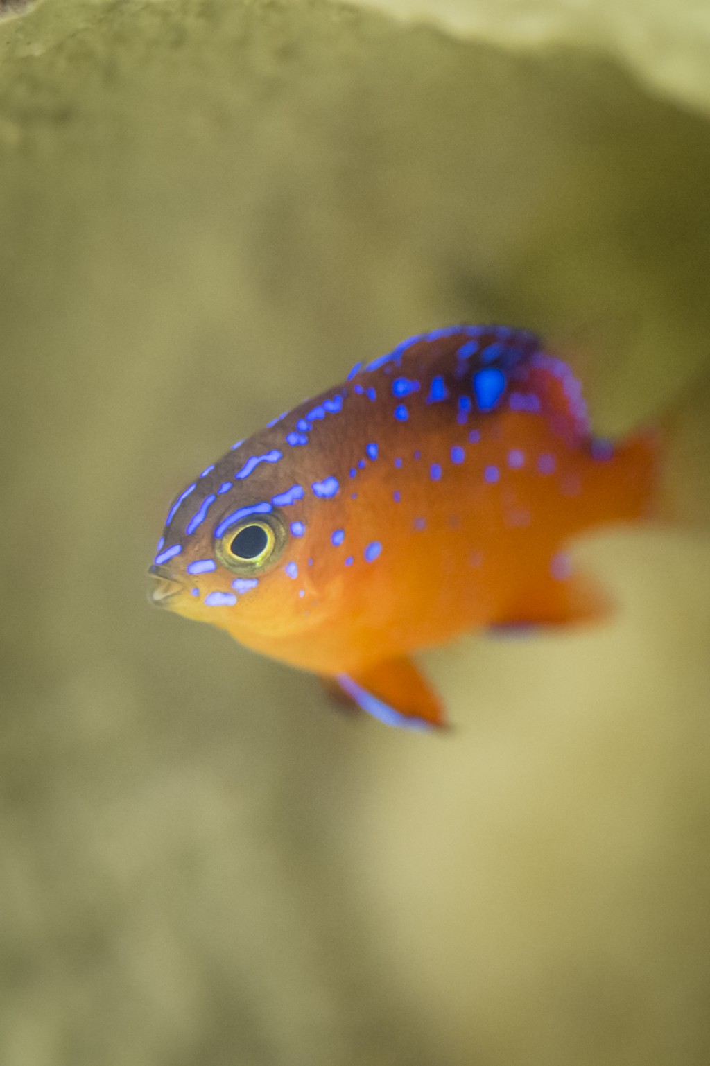 Baby Garibaldi Fish