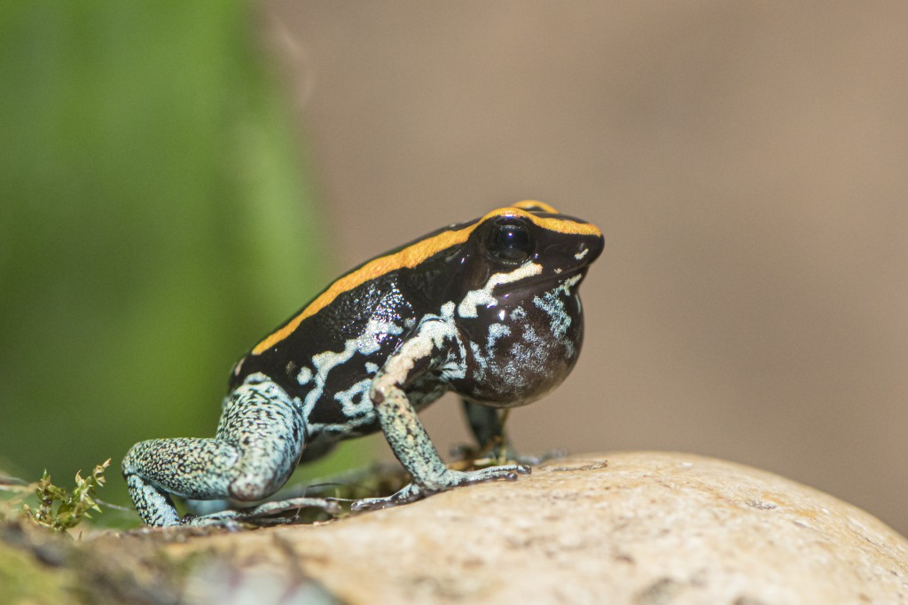 Poison dart frogs Poison dart frogs