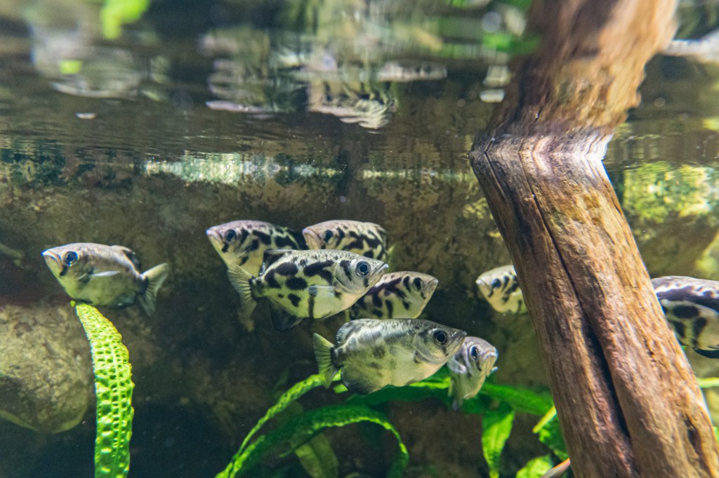 habitat-du-poisson-archer