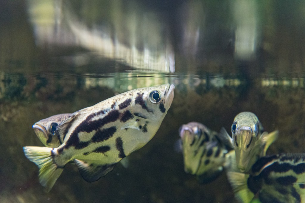 Clouded archerfish