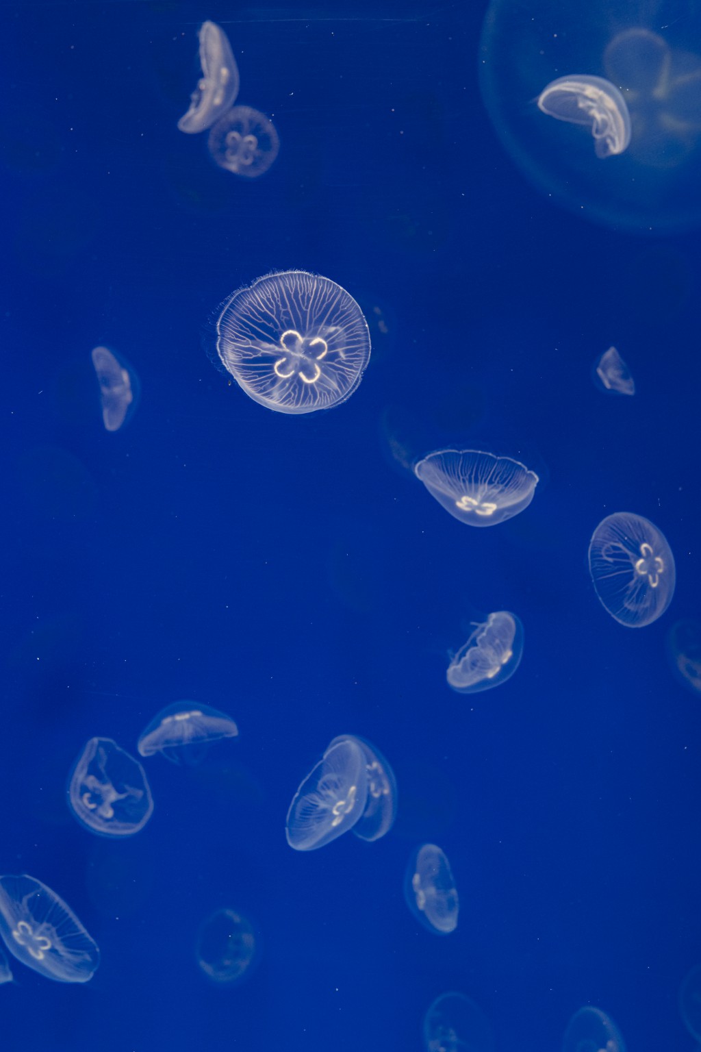ohrenquallen_0859980.jpg