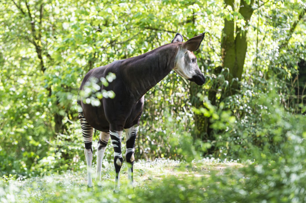 Okapi Okapi