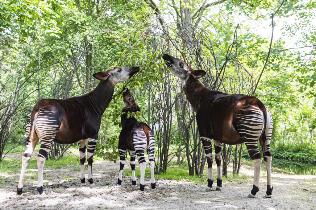 Okapi, Hewan Menawan yang Hidup di Afrika