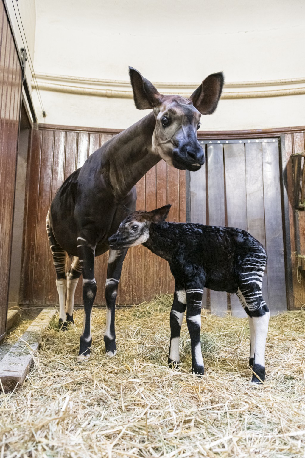 Okapi