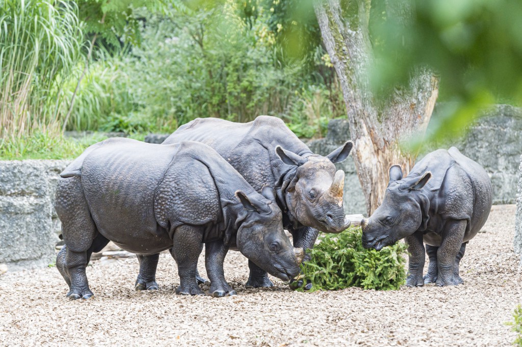Indisches Panzernashorn