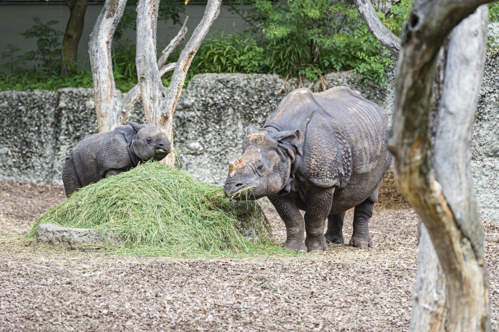 Indisches Panzernashorn