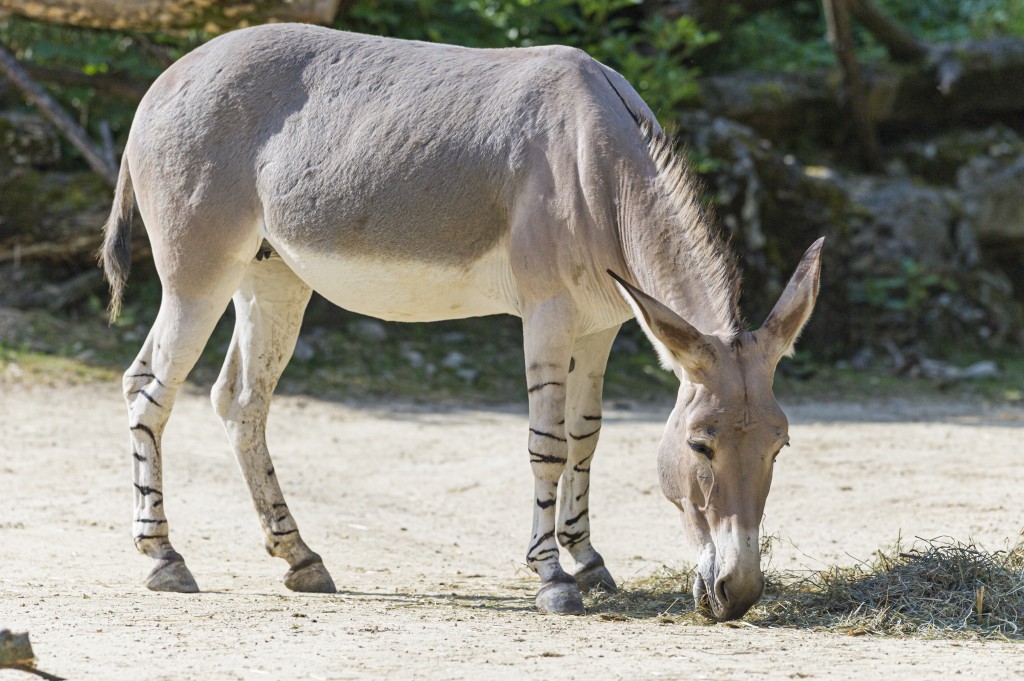 Somali wild ass Somali wild ass