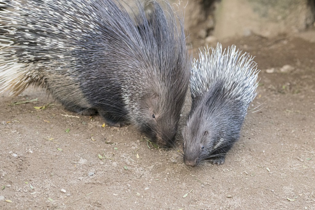 Porcupine Porcupine