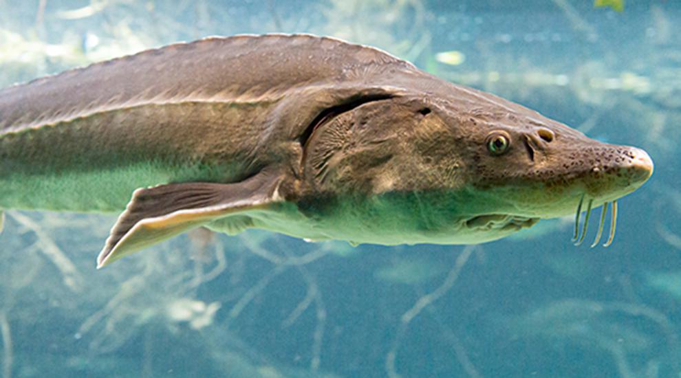 Stör