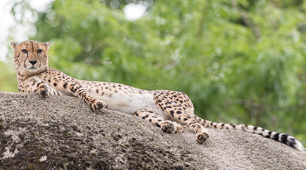 Gepard