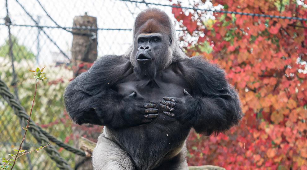 western lowland gorilla physical characteristics