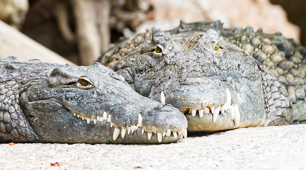 Crocodile du Nil Crocodile du Nil