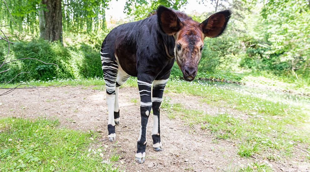 Okapi