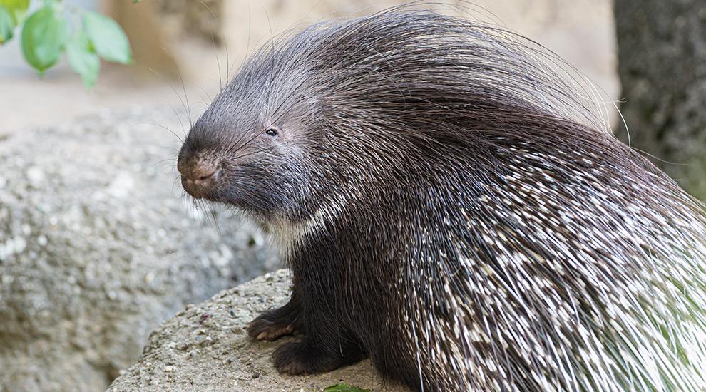 Gewöhnliches Stachelschwein